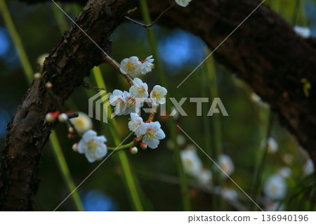 盛開在寺廟的李子開花 136940196