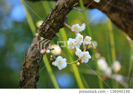 Plum blossoms blooming in a shrine Plum blossoms blooming in a shrine 136940198