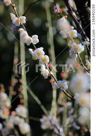 Plum blossoms blooming in a shrine Plum blossoms blooming in a shrine 136940199