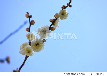 Plum blossoms blooming in a shrine 136940452