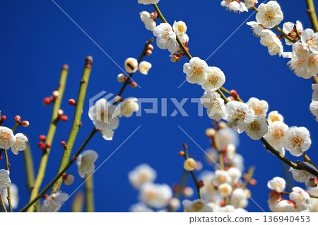Plum blossoms blooming in a shrine Plum blossoms blooming in a shrine 136940453