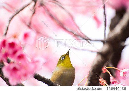 栗子煙熏櫻花花蜜 136940486