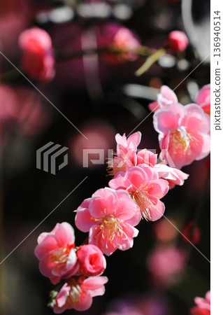 盛開在寺廟的李子開花 136940514