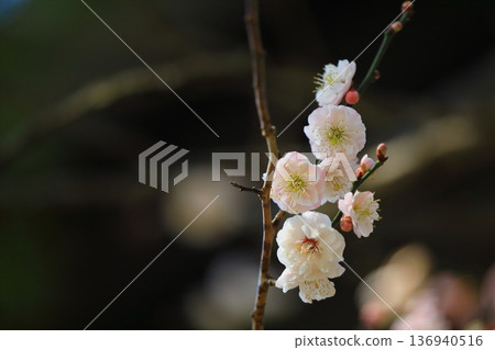 Plum blossoms blooming in a shrine Plum blossoms blooming in a shrine 136940516