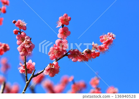 盛開在寺廟的李子開花 136940528