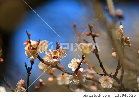 盛開在寺廟的李子開花 136940529