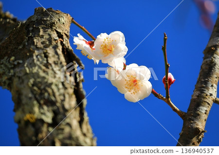 Plum blossoms blooming in a shrine 136940537