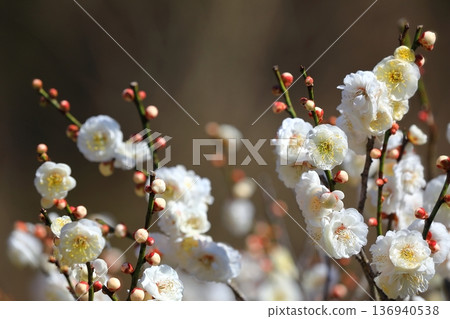 盛開在寺廟的李子開花 盛開在寺廟的李子開花 136940538