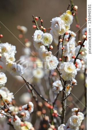 盛開在寺廟的李子開花 盛開在寺廟的李子開花 136940581