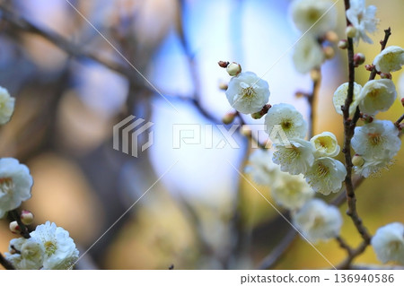 Plum blossoms blooming in a shrine 136940586