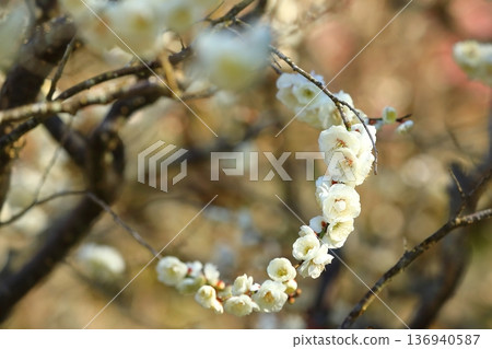 Plum blossoms blooming in a shrine Plum blossoms blooming in a shrine 136940587