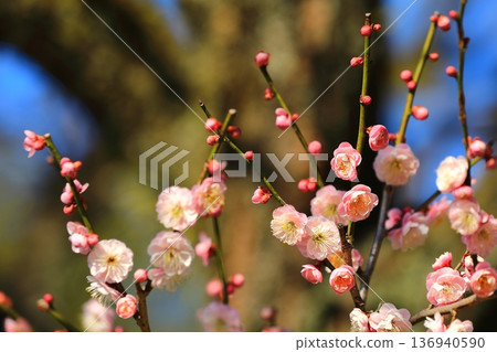 盛開在寺廟的李子開花 盛開在寺廟的李子開花 136940590