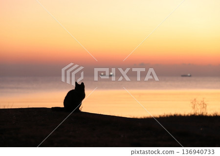 Cat silhouette in the morning glow Cat silhouette in the morning glow 136940733