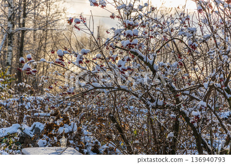 Red viburnum berries under the snow. The first snow in winter in the garden. Red viburnum berries under the snow. The first snow in winter in the garden. 136940793