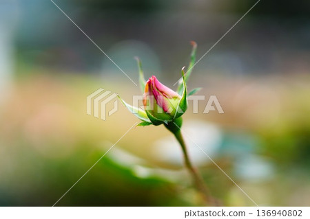 含苞待放的玫瑰花蕾 136940802