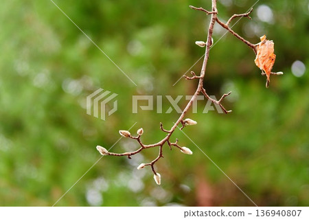 A branch waiting to sprout and a single dead leaf 136940807