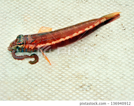 在用船捕撈絲鰭魚時，意外捕獲了一條虎魚。 136940912