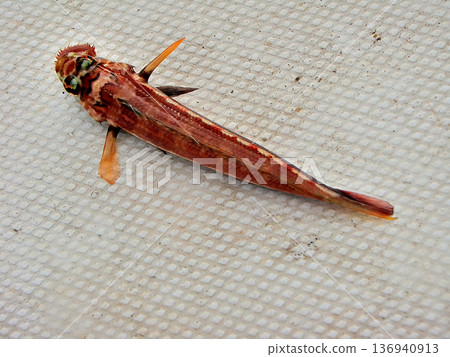 在用船捕撈絲鰭魚時，意外捕獲了一條虎魚。 136940913