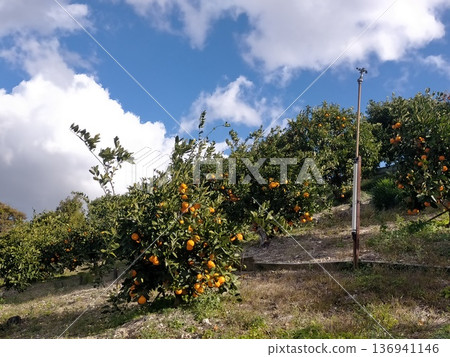 Mandarin orchard Mandarin orchard 136941146
