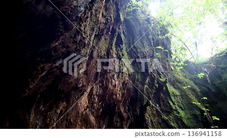鹿兒島縣屋久島威爾遜樹樁上的一個非心形孔洞 136941158