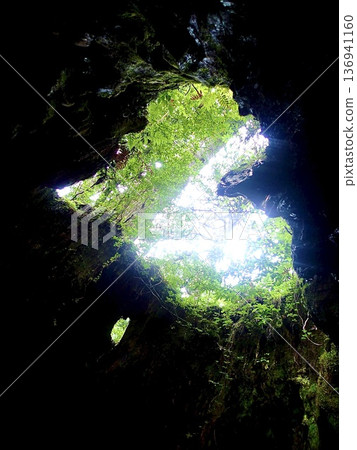 鹿兒島縣屋久島威爾遜樹樁上的心形洞 鹿兒島縣屋久島威爾遜樹樁上的心形洞 136941160