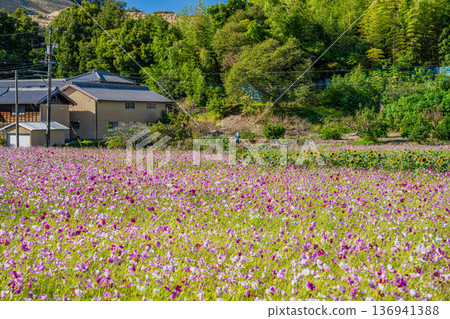 A view of the cosmos fields at Mukogasa in Iwata City (Shizuoka Prefecture) 136941388