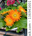 Orange flowers 136941601