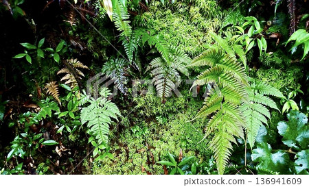 鹿兒島縣屋久島通往繩文杉的健行步道上自然生長的植物 136941609