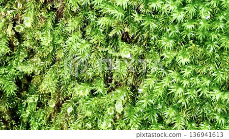 Plants growing naturally on the trekking trail to the Jomon Cedar on Yakushima Island in Kagoshima Prefecture Plants growing naturally on the trekking trail to the Jomon Cedar on Yakushima Island in Kagoshima Prefecture 136941613