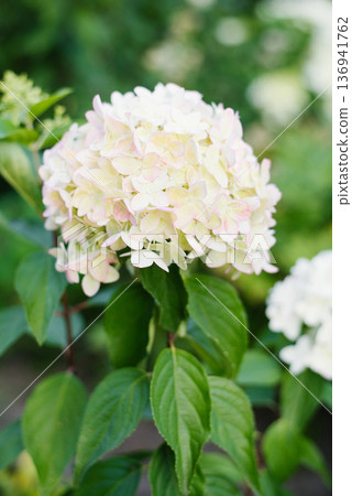 Blushing white pink hydrangea Metallica flowers Blushing white pink hydrangea Metallica flowers 136941762