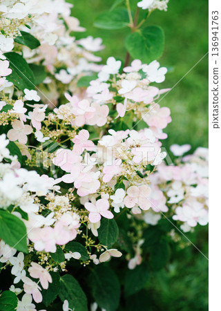 Hydrangea Wim s Red soft pink bloom phase Hydrangea Wim s Red soft pink bloom phase 136941763
