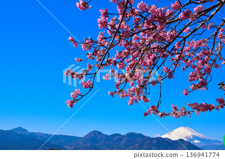 Early Spring Kawazu Cherry Blossoms Snow-capped Mount Fuji Early Spring Kawazu Cherry Blossoms Snow-capped Mount Fuji 136941774