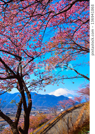 Early Spring Kawazu Cherry Blossoms Snow-capped Mount Fuji Early Spring Kawazu Cherry Blossoms Snow-capped Mount Fuji 136941868