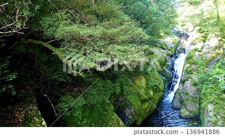 鹿兒島縣屋久島的白谷雲水峽 136941886