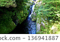 鹿兒島縣屋久島的白谷雲水峽 136941887
