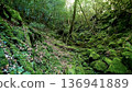 鹿兒島縣屋久島的苔蘚森林景色 136941889