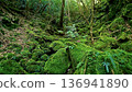 鹿兒島縣屋久島的苔蘚森林景色 136941890