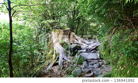 鹿兒島縣屋久島的苔蘚森林景色 鹿兒島縣屋久島的苔蘚森林景色 136941892