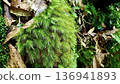 生長在鹿兒島縣屋久島苔蘚森林的植物 136941893