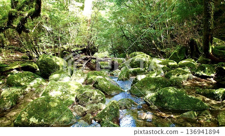 鹿兒島縣屋久島的苔蘚森林景色 136941894
