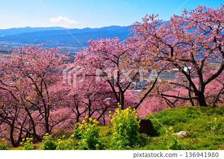 早春西平畑公園河津櫻花油菜花 136941980