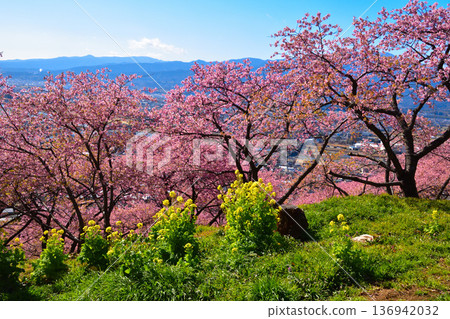 早春西平畑公園河津櫻花油菜花 136942032
