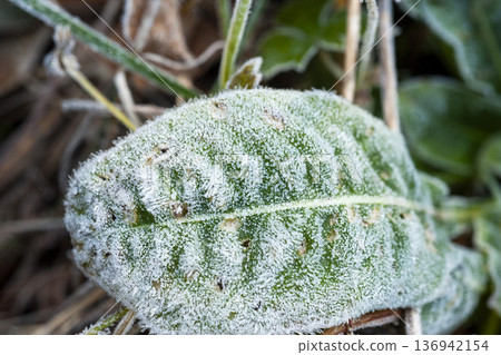 忍野村的耐寒開花草 忍野村的耐寒開花草 136942154