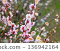 Pale pink plum blossoms in full bloom signal the arrival of spring 136942164
