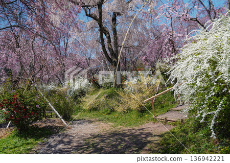 Cherry blossoms and spring flowers Cherry blossoms and spring flowers 136942221