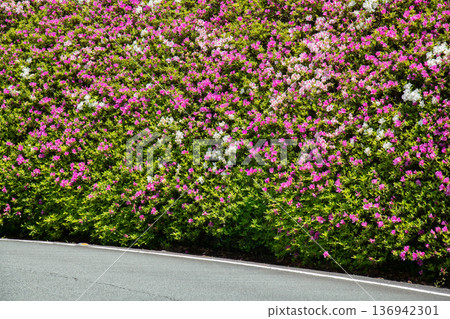 三重縣松阪市茶倉站路邊站，路邊杜鵑花盛開 136942301