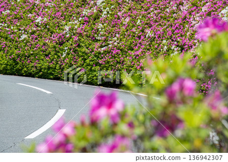 三重縣松阪市茶倉站路邊站，路邊杜鵑花盛開 136942307
