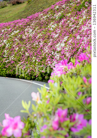 Azaleas in full bloom along the road at Chakura Station Roadside Station, Matsusaka City, Mie Prefecture 136942311