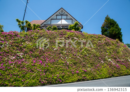 三重縣松阪市茶倉站路邊站，路邊杜鵑花盛開 136942315