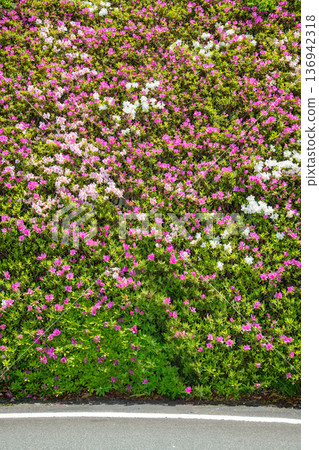 Azaleas in full bloom along the road at Chakura Station Roadside Station, Matsusaka City, Mie Prefecture 136942318